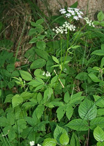 Aegopodium podagraria